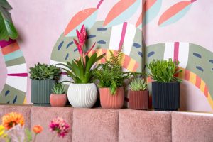 capi groove mix met verschillende kleuren bloempotten - in een vrolijk interieur